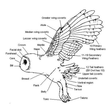 owl legs|owl legs anatomy.